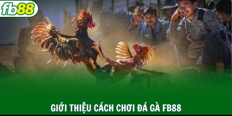 Thông tin về danh mục chọi gà trực tuyến tại FB88