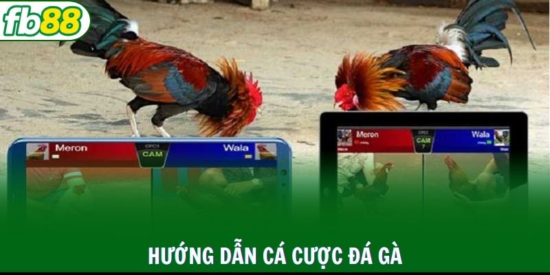 Cách chơi đá gà trực tuyến chuẩn từ A đến Z