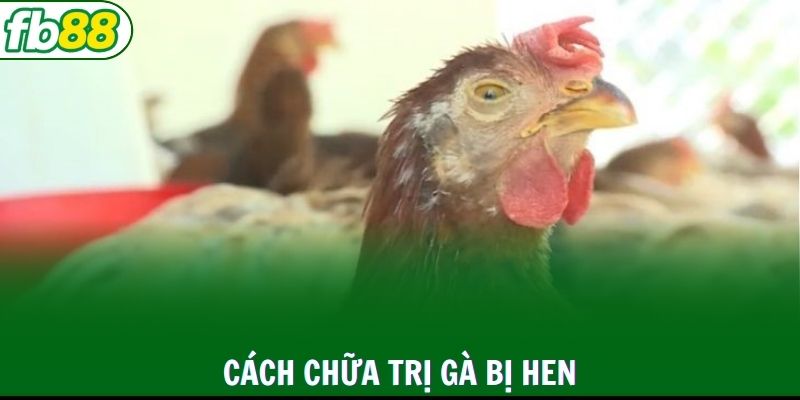 Chủ nuôi có thể sử dụng thuốc Azi flor New để chữa bệnh hen ở gà