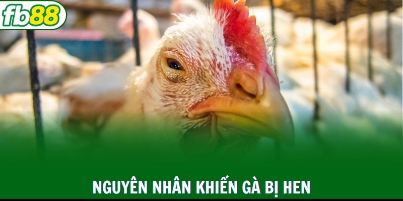 Nguyên nhân chính gà bị bệnh hen khẹc