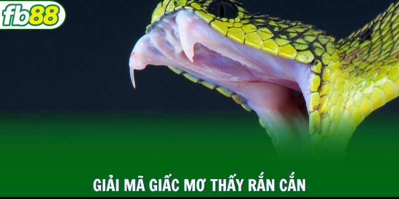 Giải mã giấc mơ thấy rắn cắn cùng các con số liên quan