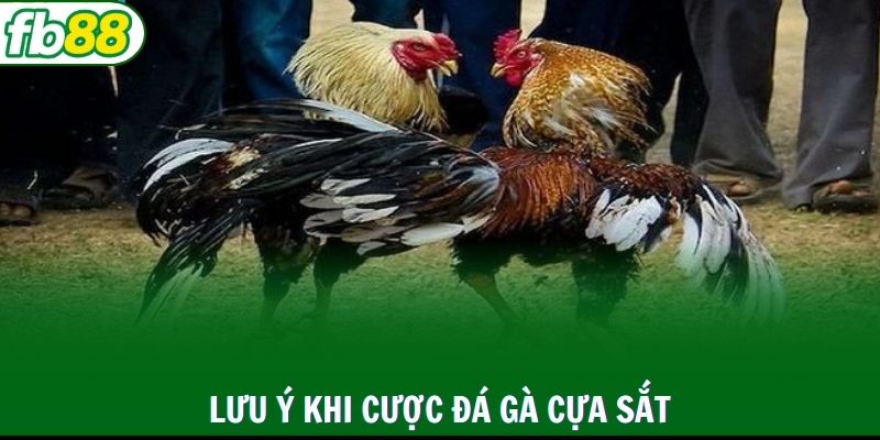 Lưu ý về luật chấp đá gà cựa sắt