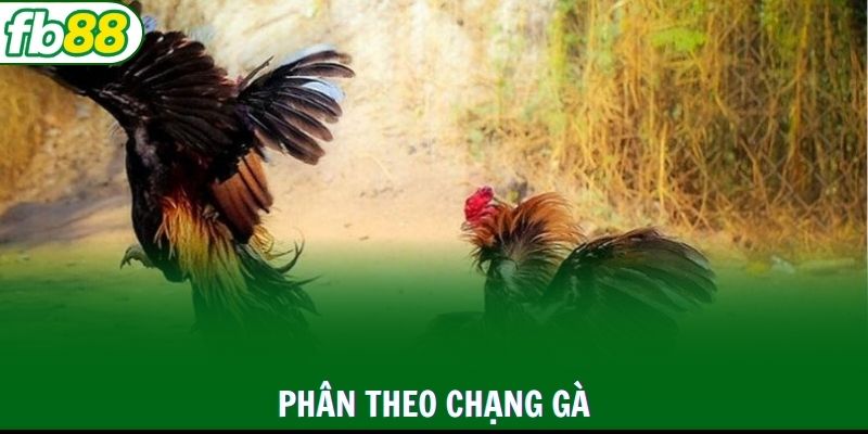 Phân loại theo chạng gà khi thi đấu