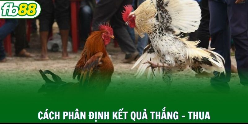 Luật đá gà phổ biến quy định kết quả thắng - thua cuối cùng