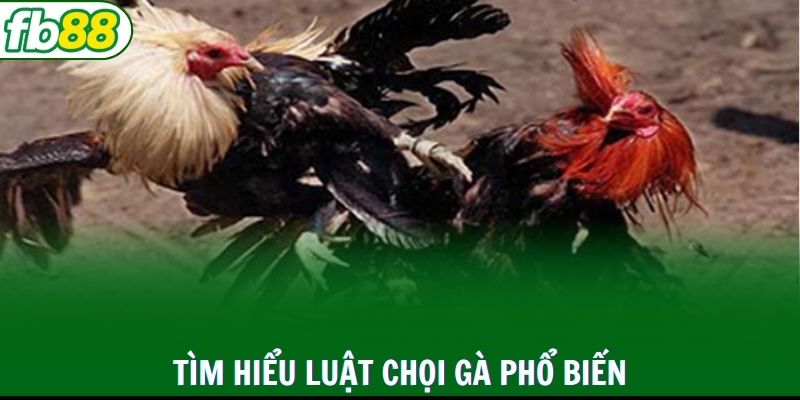 Thông tin về luật chọi gà chuẩn quốc tế